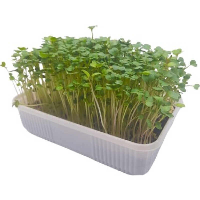 Hardal Tohumu - 1 Kg - tohumBox