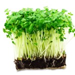 Tere Tohumu 1 Kg - TohumBox
