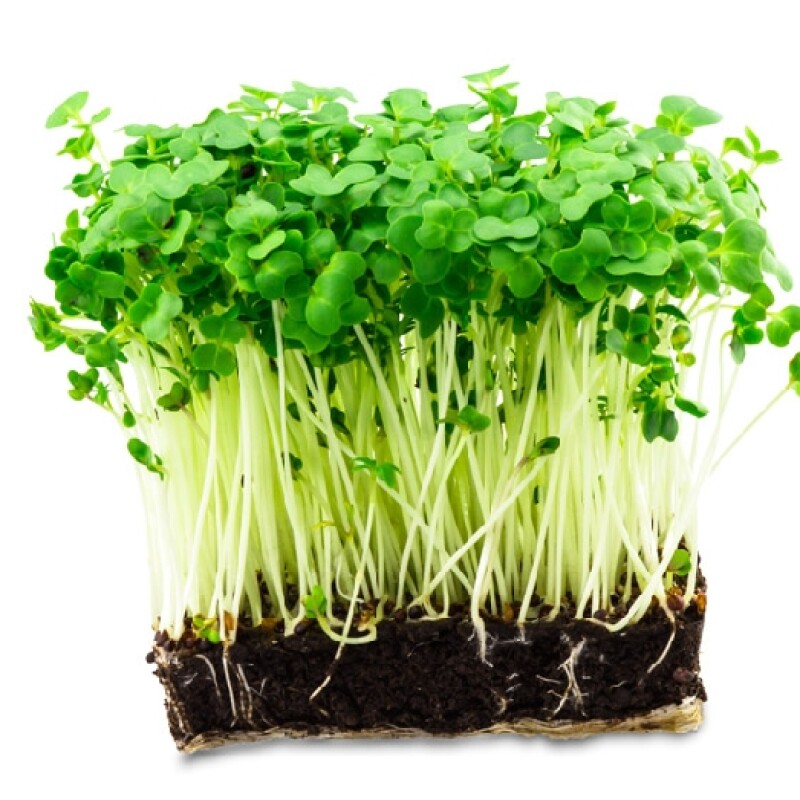Tere Tohumu 1 Kg - TohumBox