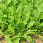 Tere Tohumu 1 Kg - TohumBox
