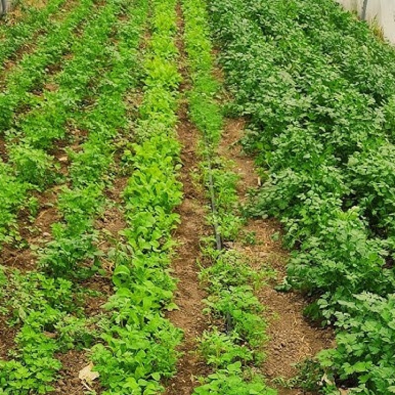 Yerli Maydanoz Tohumu - 1 Kg - Arzuman