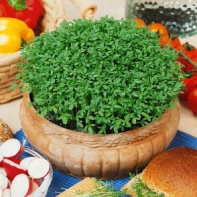 Tere Tohumu 1 Kg - TohumBox