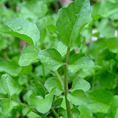Tere Tohumu 1 Kg - TohumBox